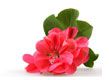 Pelargonium