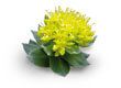 Rhodiola