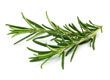 Rosemary