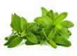 Stevia