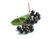 Elderberry