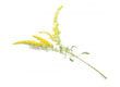 Solidago