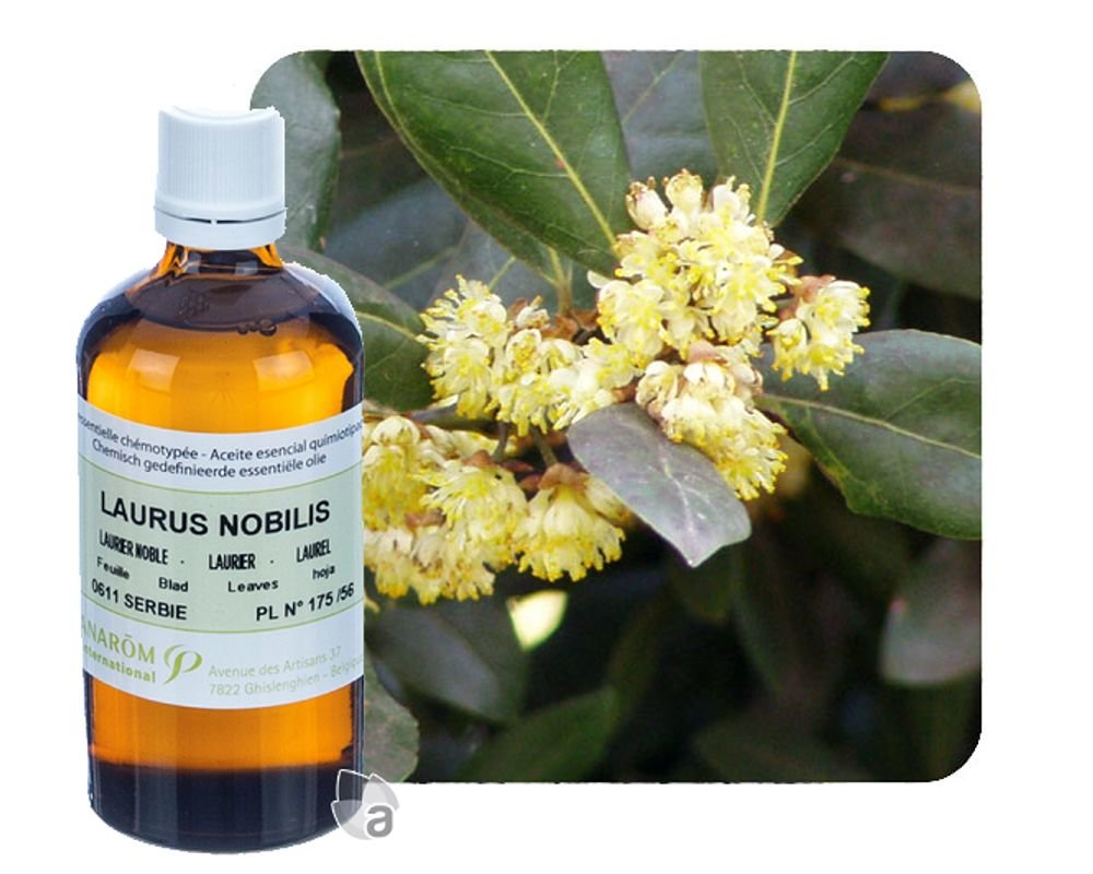 Huile essentielle de Laurier noble - 100 ml - Pranarôm.