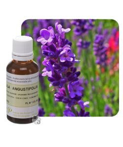 True lavender (Lavandula angustifolia), 30 ml