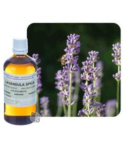 Spike Lavender (Lavandula spica), 100 ml