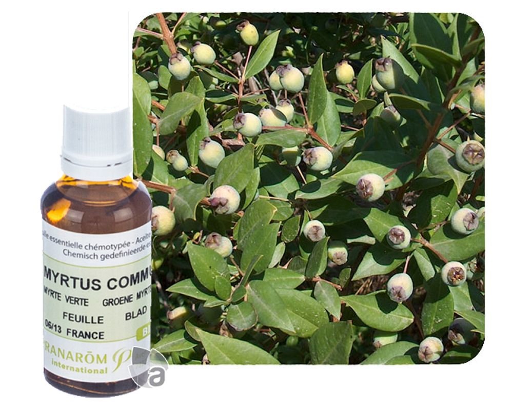Huile essentielle bio de myrte à cinéole ou myrte verte - Pranarom