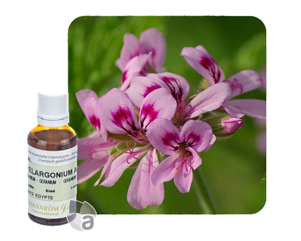 Géranium D'Egypte - Huile Essentielle Pranarôm