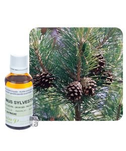 Pin sylvestre (Pinus Sylvestris), 30 ml