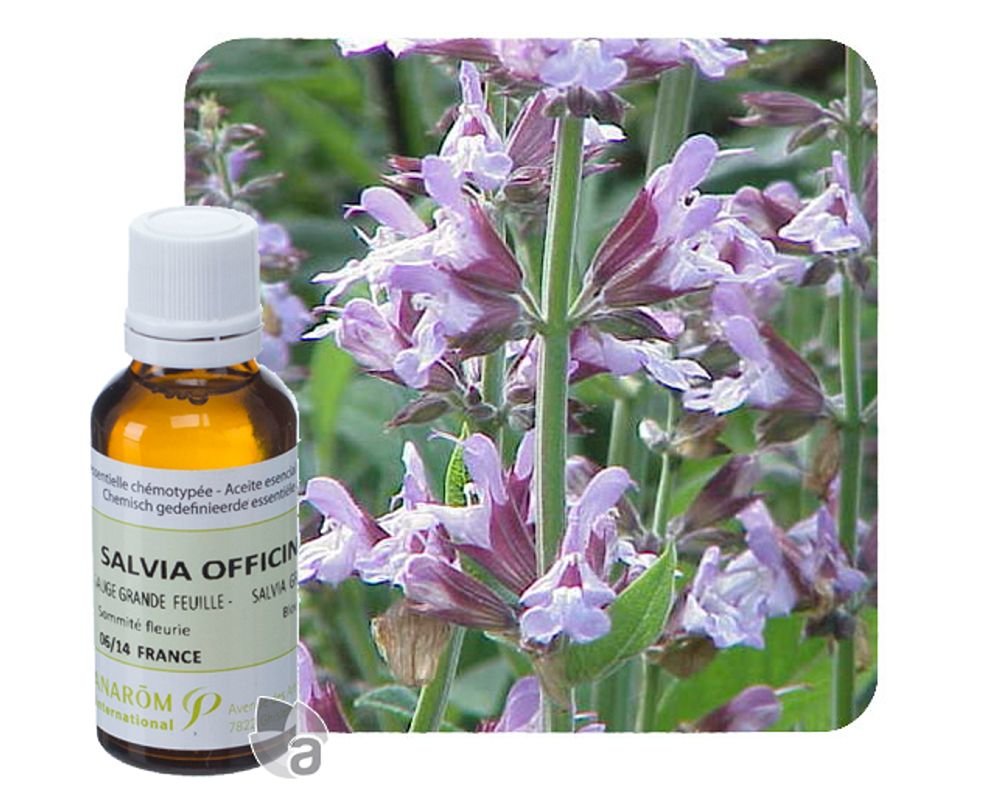 Huile Essentielle De Sauge 100% Pure – 30ml – Qualité Thérapeutique – Salvia Officinalis – Neuf – Aromathérapie, Bien-être