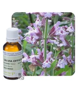 Sauge officinale à grandes feuilles (Salvia officinalis), 30 ml