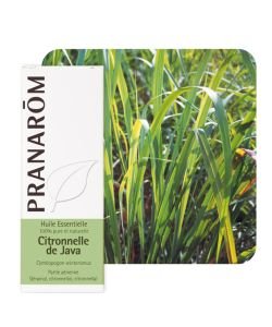 Lemon grass of Java (Cymbopogon winter.)