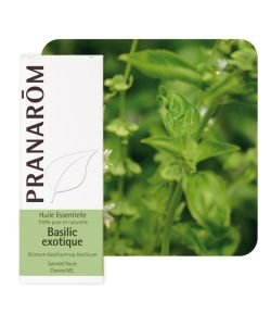 Basilic exotique (Ocimum basilicum), 10 ml