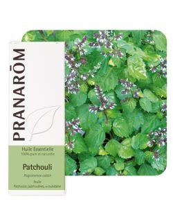 Patchouli (Pogostemon cablin)