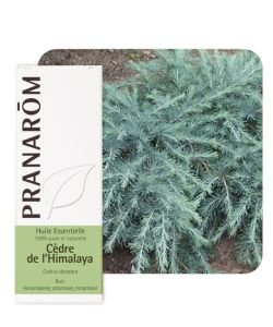 Cèdre de l'Himalaya (Cedrus deodara), 10 ml