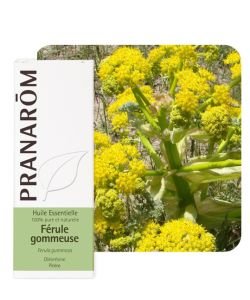 Férule gommeuse - galbanum (Ferula gommusa), 5 ml