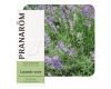Lavande vraie (Lavandula angustifolia)