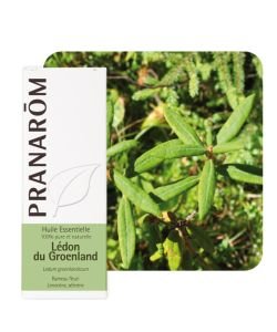 Lédon du Groenland (Led. groenland.), 5&nbsp;ml