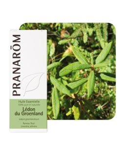 Ledum groenlandicum, 5 ml