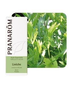 Livèche (Levisticum officinale)