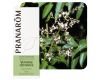 Lemon Verbena
