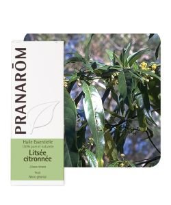 Lemon flavoured litsée (Litsea citrata)