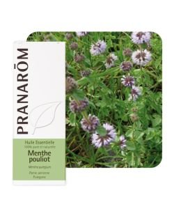Menthe pouliot (Mentha pulegium), 10&nbsp;ml