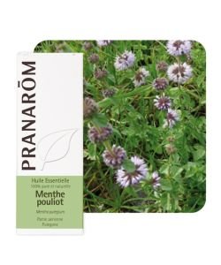 Pulegium Mint