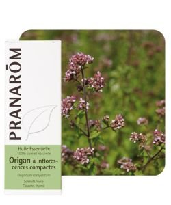 Oregano with compact inflorescences (Orig compact.)