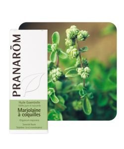 Marjoram with shells (Origanum majorana)