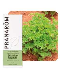 Geranium bourbon