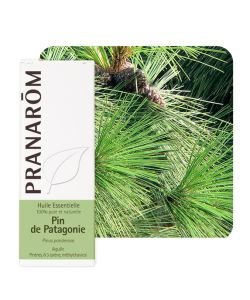 Pin de Patagonie (Pinus ponderosa), 5 ml