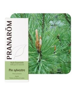 Pin sylvestre (Pinus Sylvestris), 10&nbsp;ml