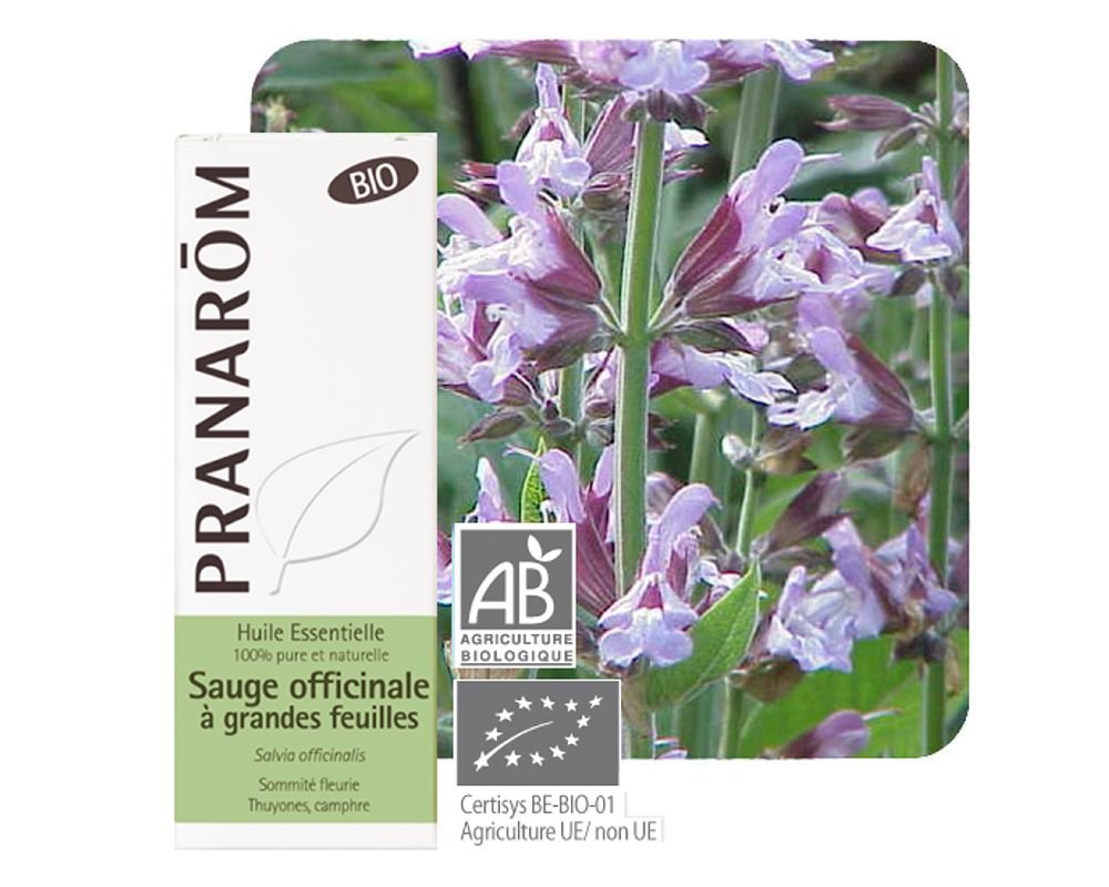 Huile essentielle de sauge officinale à grandes feuilles bio 10ml — free download