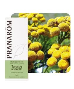 Annual Tansy (Tanacetum annuum)