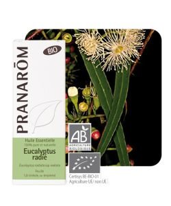 Eucalyptus radié (Eucalyptus radiata) - Huile essentielle BIO, 10 ml