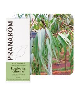 Lemon flavoured eucalyptus (Eucalyptus citriodora)