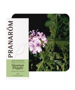 Géranium d'Egypte (Pelargonium x asperum), 10 ml