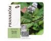 Menthe poivrée (Mentha x piperita) - Huile essentielle