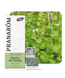 Menthe des champs (Mentha arvensis), BIO, 10&nbsp;ml