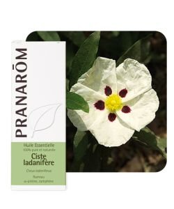 Ladanum-bearing cistus (Cistus ladan.)