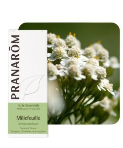 Millefeuille (Achillea millefolium)