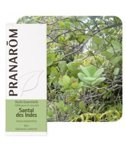 Santal des Indes (Amyris balsamifera)