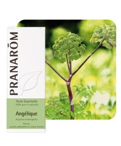 Angélique (Angelica archangelica), 5 ml