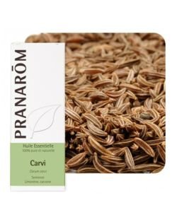 Carvi (Carum carvi)