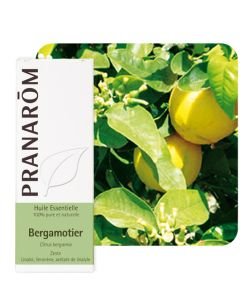 Bergamotier (Citrus bergamia)