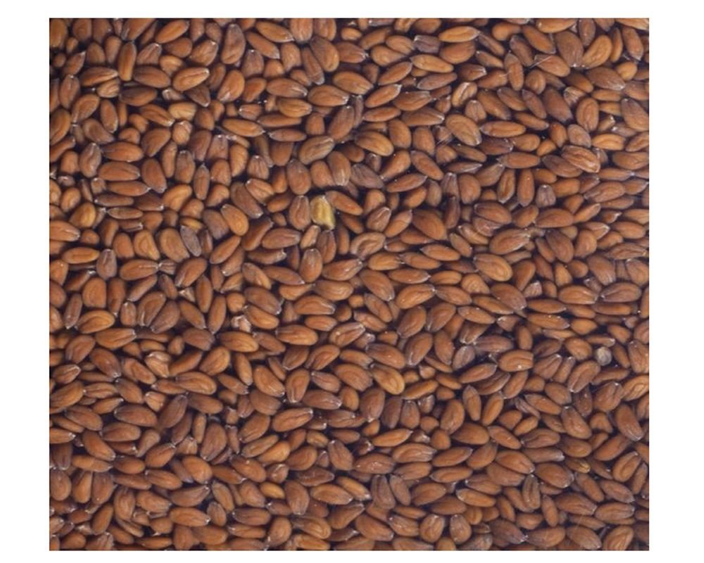 Graines à germer - Cresson - 100g - bio - Germline