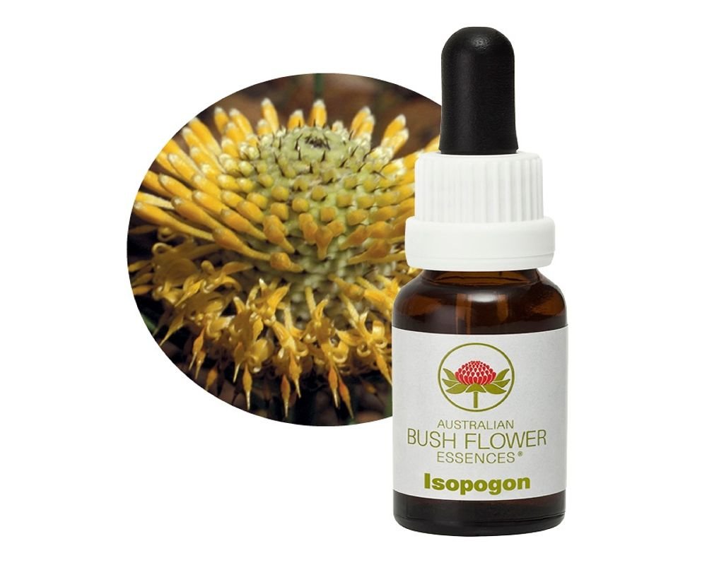 Isopogon