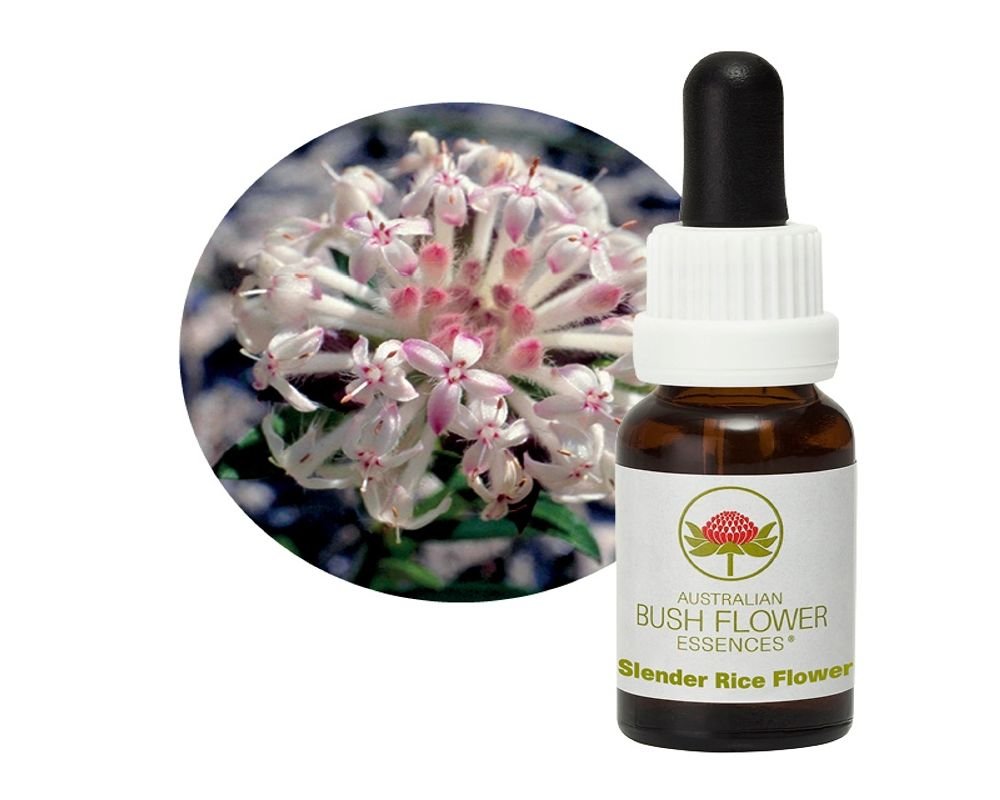 Slender Rice Flower – Tolérance & Coopération – Bush Essence