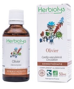 Olivier (Olea europaea) - bourgeons frais BIO, 50 ml