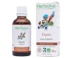 Figuier (Ficus carica) - bourgeons frais